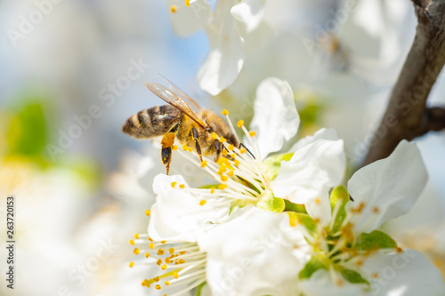 Close up detail shot of bee collecting pollen from fresh white blossoming flowers, spring, save the enviroment and endangered species concept, handheld 1080p Full HD shot