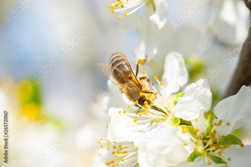 Close up detail shot of bee collecting pollen from fresh white blossoming flowers, spring, save the enviroment and endangered species concept, handheld 1080p Full HD shot