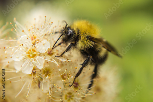 honey bee on a flower © Larry