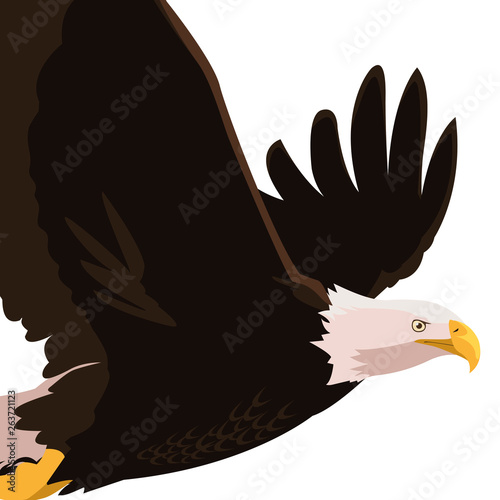 beautiful bald eagle flying