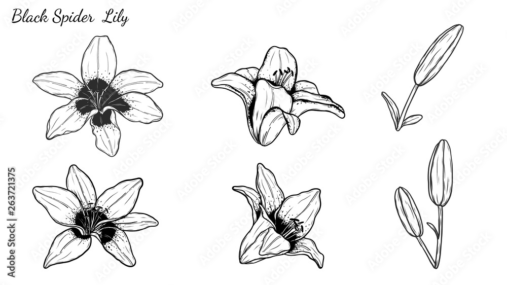 Fototapeta premium Set of Lily vector by hand drawing.Beautiful flower on white background.Black spider art highly detailed in line art style.Asiatic Lily tattoo for paint or pattern.