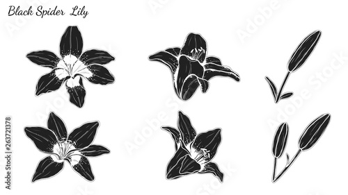 Set of Lily vector by hand drawing.Beautiful flower on white background.Black spider art highly detailed in line art style.Asiatic Lily tattoo for paint or pattern.