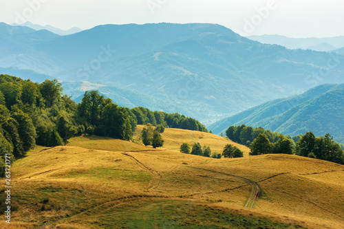 beautiful countryside landscape in late summer. dirt road downhill through meadow. beautiful area on the slope among beech forest. wonderful scenery on august afternoon © Pellinni