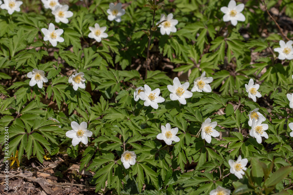 Blooming thimbleweed plants in the forest Blooming thimbleweed plants in the forest