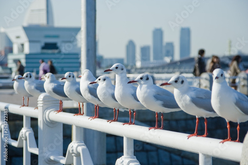 Sea birds in Yamashita Park, Yokohama City - 横浜市山下公園の海鳥たち