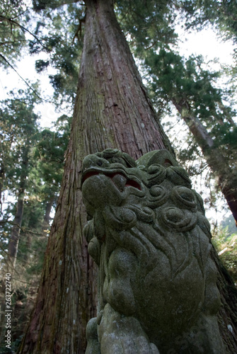 Komainu statue and cedar Trees - 狛犬と杉の巨木