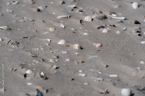 shells on the beach