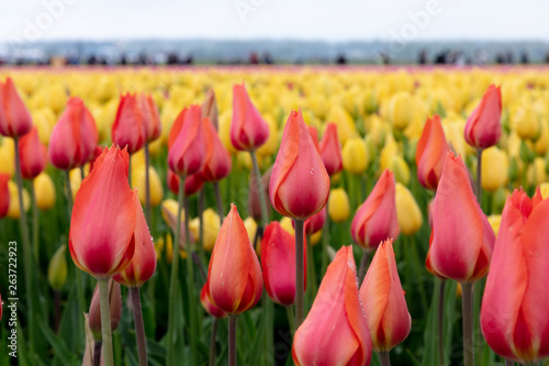 Orange Yellow Spring Tulip Flower