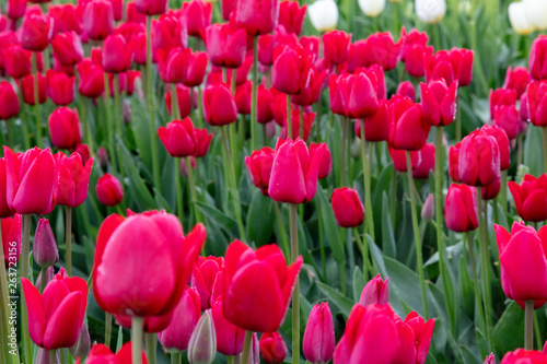 Red Spring Tulip Flower