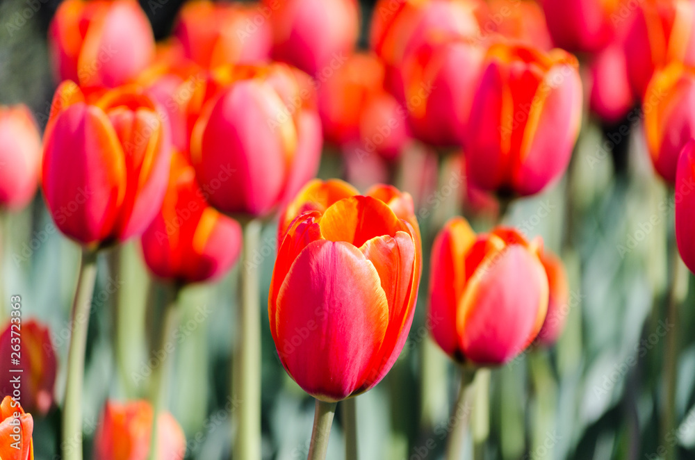 Fototapeta premium big flower bed with tulips close up