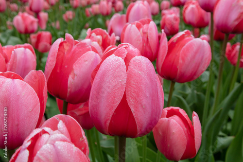 Prink Spring Tulip Flower