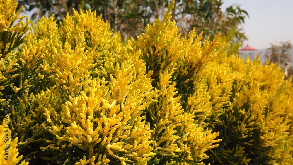Yellow Pine spring season in Jordan Yellow Pine spring season in Jordan