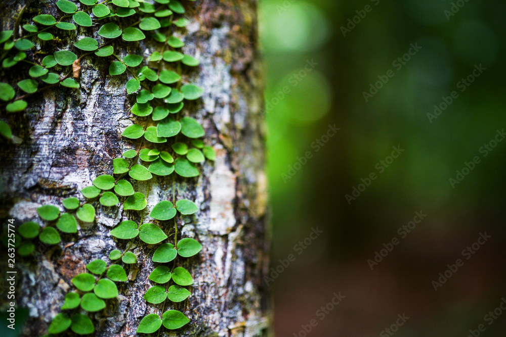 Fototapeta premium nature