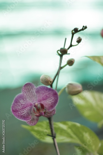 ORQUIDEA