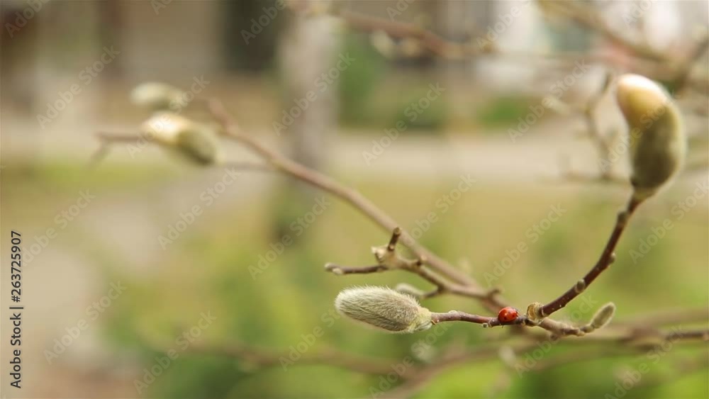 Red ladybug crawling on Magnolia Bud in early spring in April HD 1920x1080 Red ladybug crawling on Magnolia Bud in early spring in April HD 1920x1080