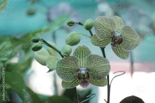 ORQUIDEA 3