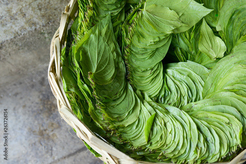 betel leaf