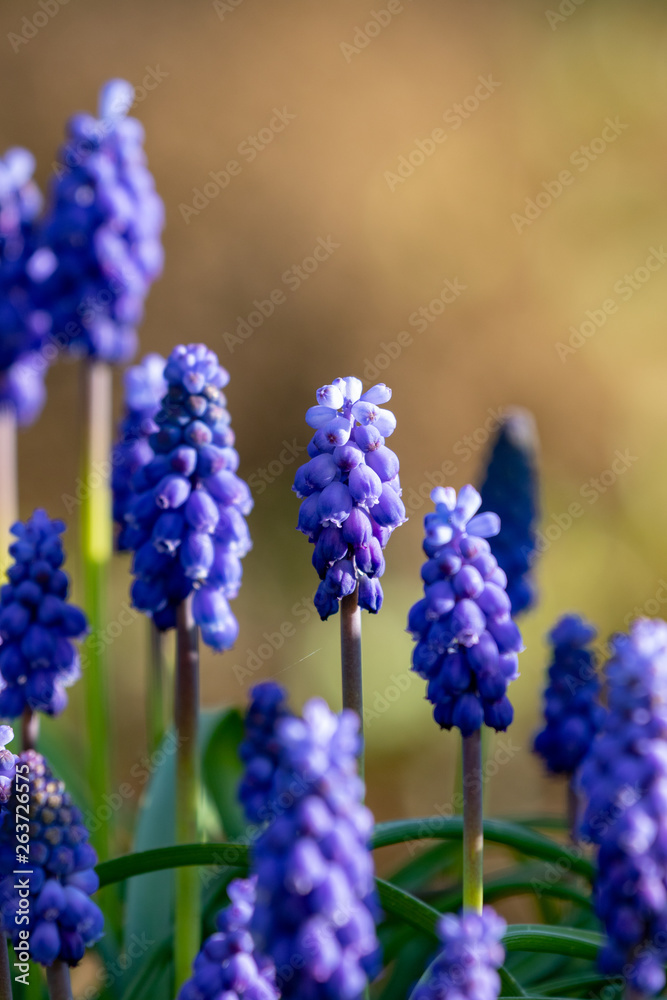 Close up of purple blossoms of grape hyacinth plants in the garden Close up of purple blossoms of grape hyacinth plants in the garden