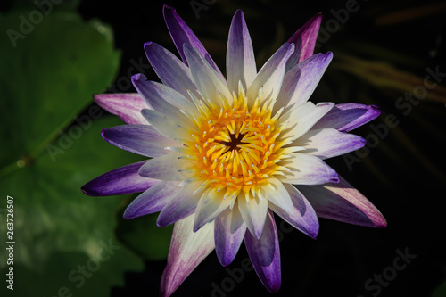 Detail lila weiß Lotusblume