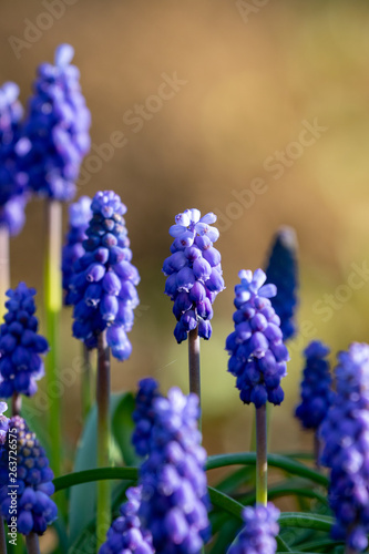 Close up of purple blossoms of grape hyacinth plants in the garden