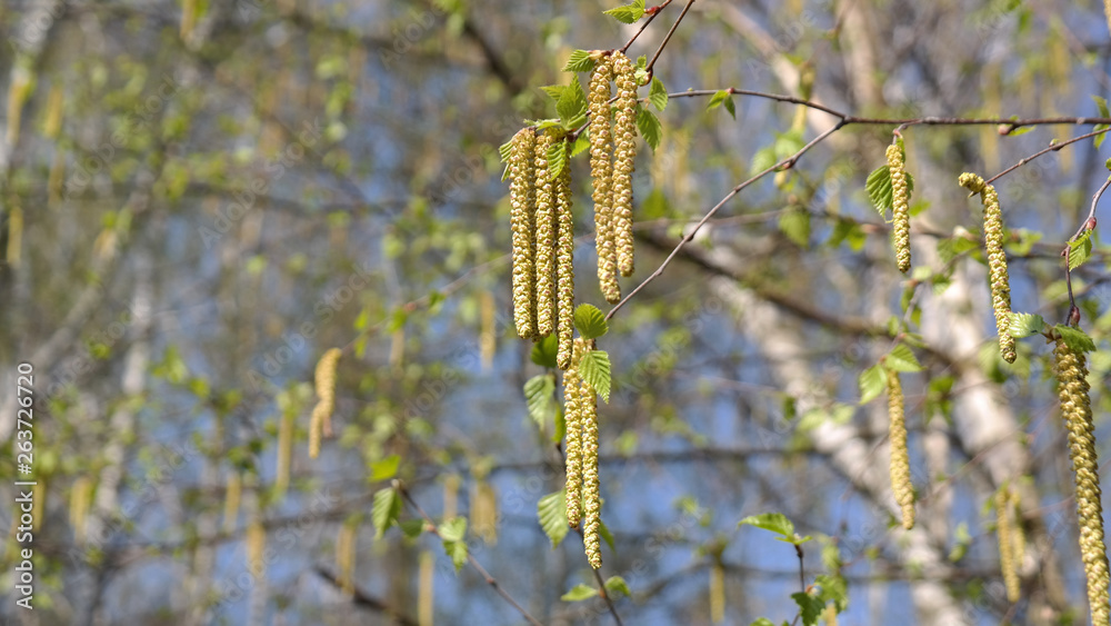Naklejka premium tree