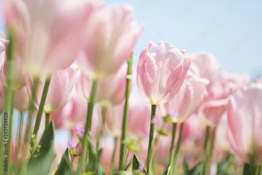 Fototapeta premium ピンク色のチューリップが咲きみだれる公園