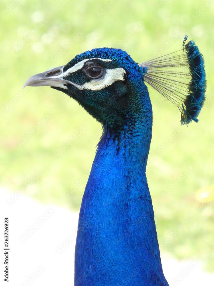 Portrait of a hieratic peacock at Bagatelle Park, Paris, France, Europe Portrait of a hieratic peacock at Bagatelle Park, Paris, France, Europe