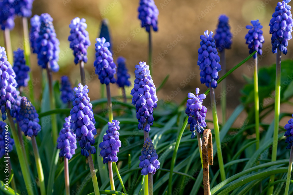 Blue blooming grape hyacinths in the garden in spring Blue blooming grape hyacinths in the garden in spring