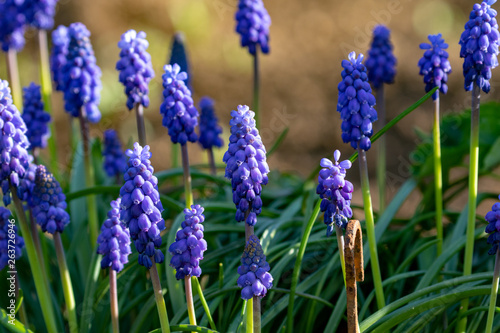 Blue blooming grape hyacinths in the garden in spring