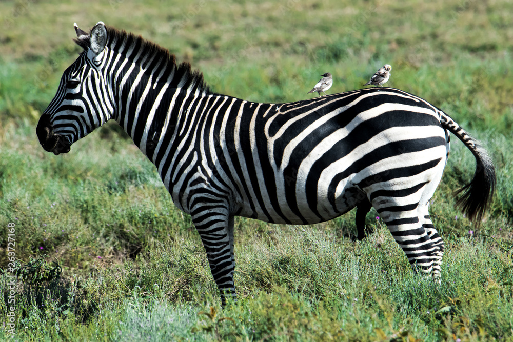 zebra in serengeti national park tanzania africa zebra in serengeti national park tanzania africa