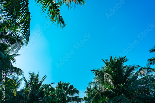 Beautiful outdoor nature with coconut palm tree and leaf on blue sky
