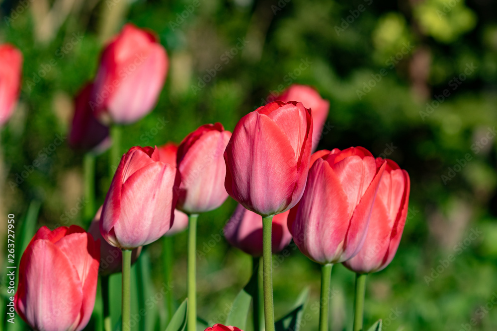 pink tulips in the garden