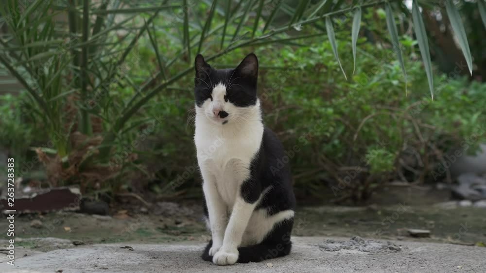 Black and white lazy homeless cat resting on the paving stone of the botanical garden Black and white lazy homeless cat resting on the paving stone of the botanical garden