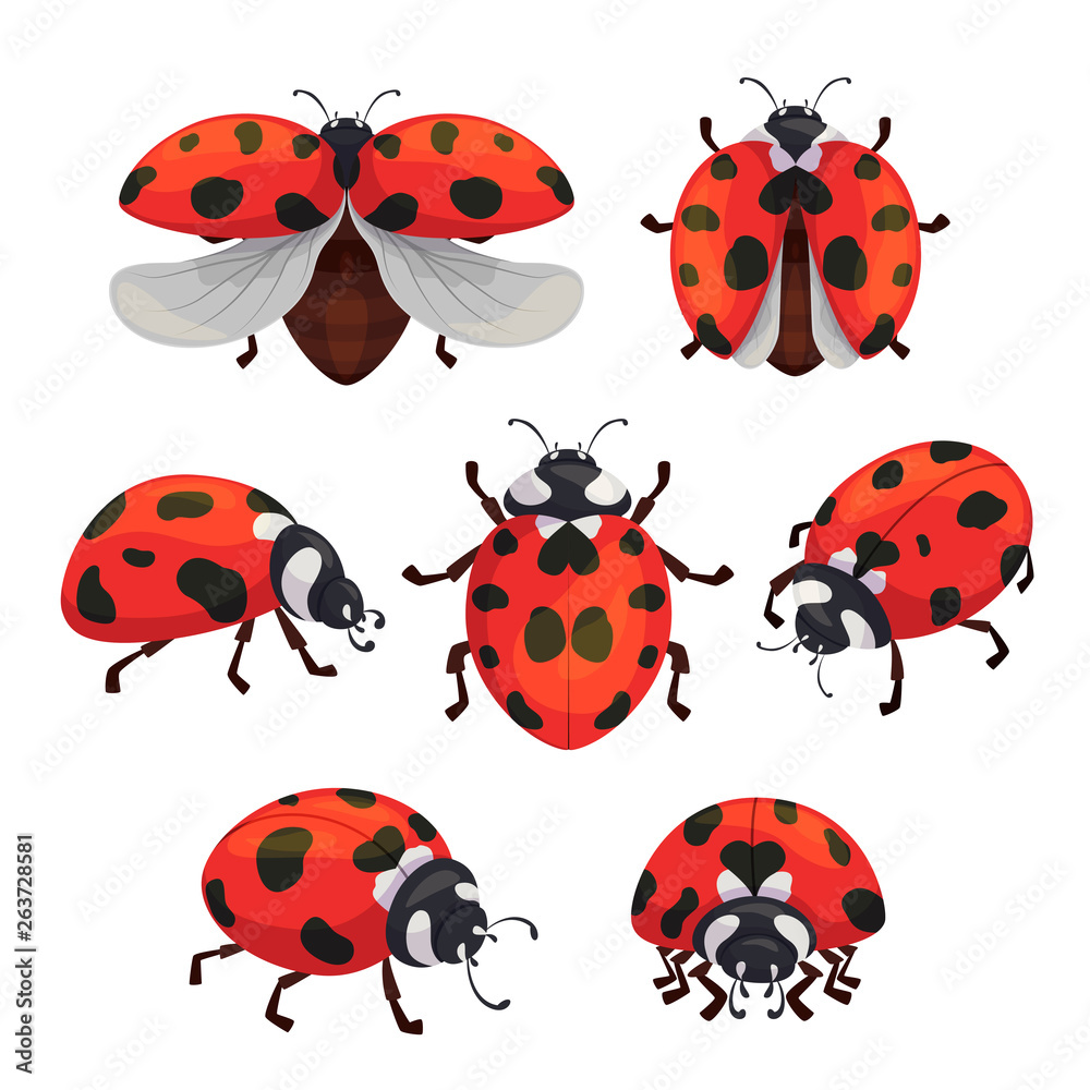 Fototapeta premium Insect ladybird set, cute small red bugs