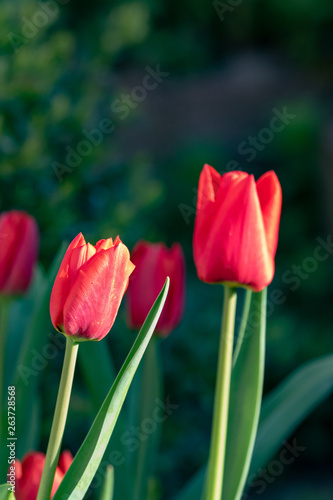 Red blooming tulips in a patch in the garden