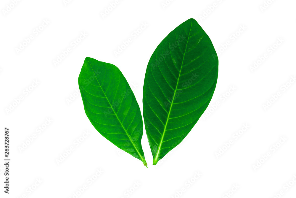 Green leaves, leaf isolated on white background Texture Green leaves, leaf isolated on white background Texture
