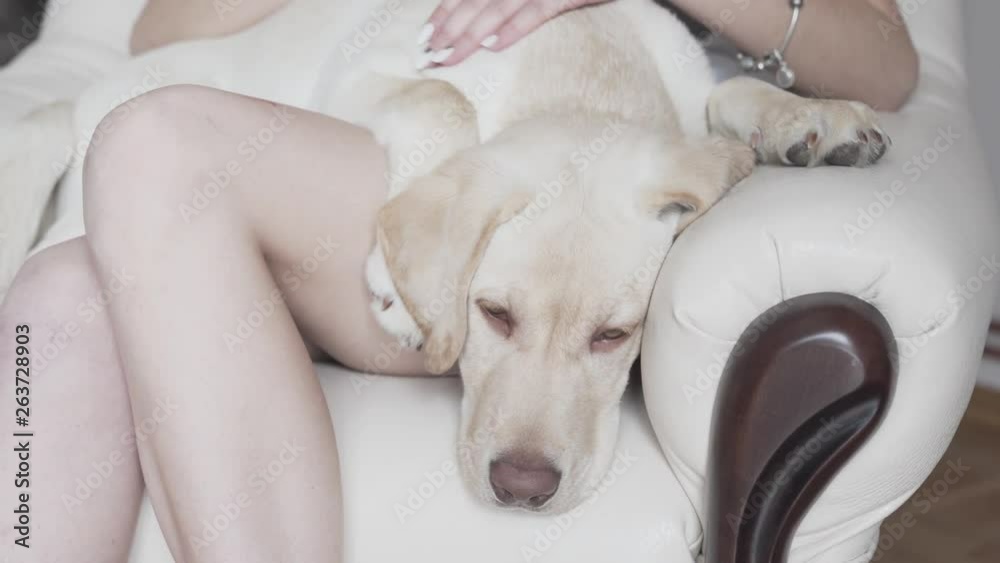 Female hands rubbing the pet dog on its spine/back while the dog trying fall asleep. White and clean atmosphere. Pet and owner concept Female hands rubbing the pet dog on its spine/back while the dog trying fall asleep. White and clean atmosphere. Pet and owner concept
