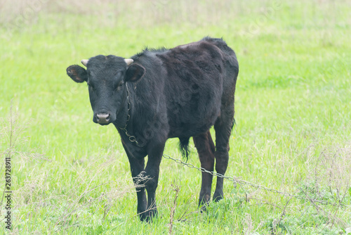Black calf is grazed on a meadow, free space.