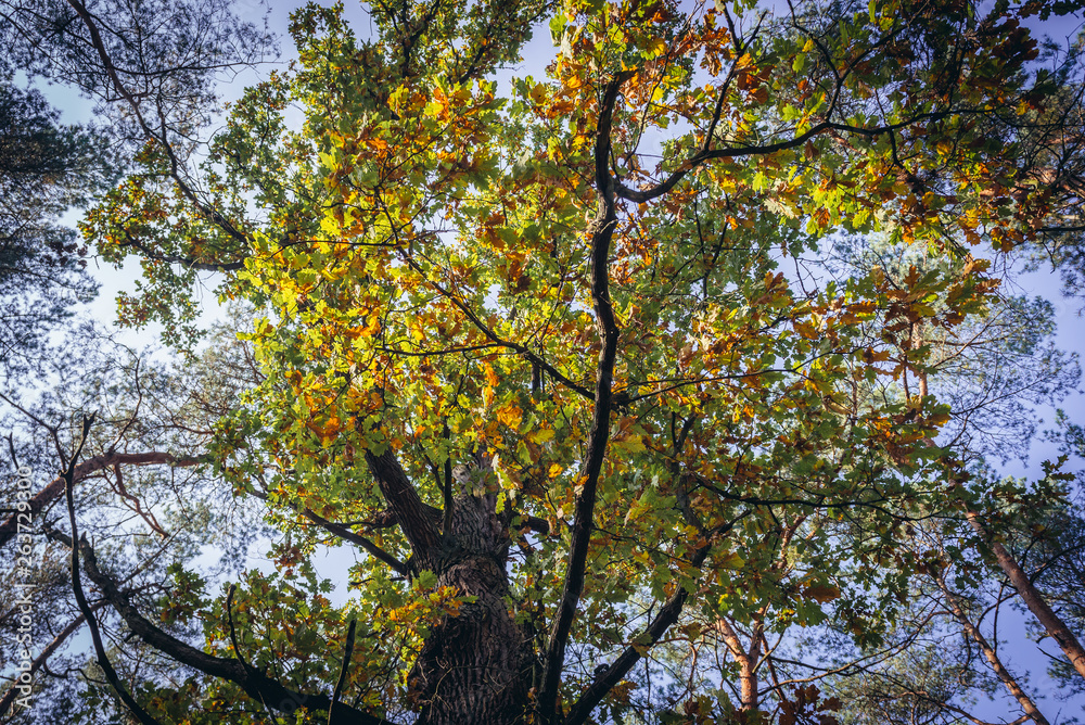 Autumnal colours of oak tree in Kampinos Forest in Poland