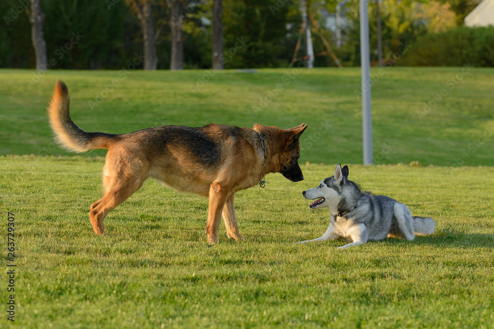 German Shepherd on the lawn on a sunny day with husky German Shepherd on the lawn on a sunny day with husky