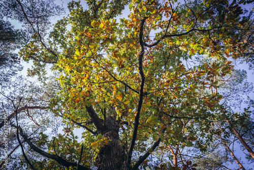 Autumnal colours of oak tree in Kampinos Forest in Poland © Fotokon