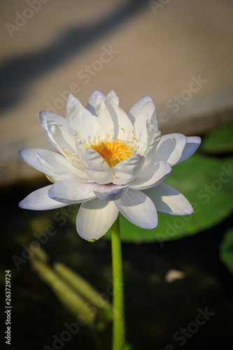 Detail   wei  e Lotusblume