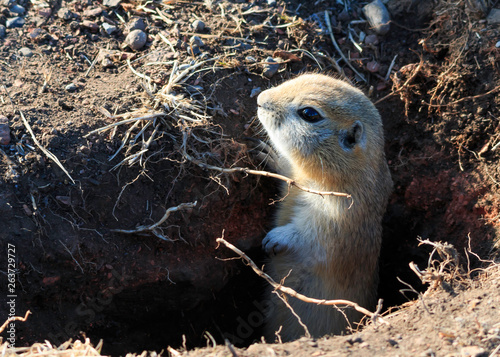 Richardson ground squirrel in hole photo