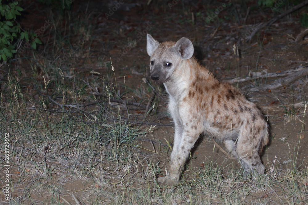 Fototapeta premium Tüpfelhyäne / Spotted Hyaena / Crocuta crocuta.