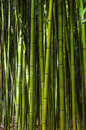 Fototapeta Naklejka Na Ścianę i Meble -   Bamboo forest. No people