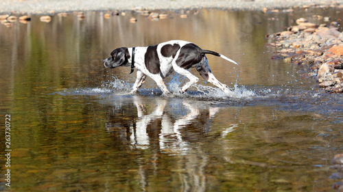 Dog english pointer