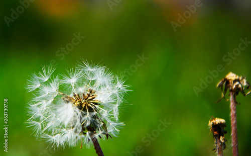 bee on a dandelion