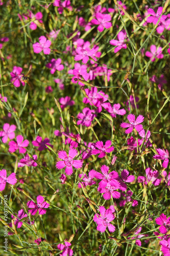 Dianthus deltoids maiden pink flowers