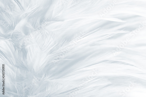 Beautiful white feather pattern texture background © nadtytok28
