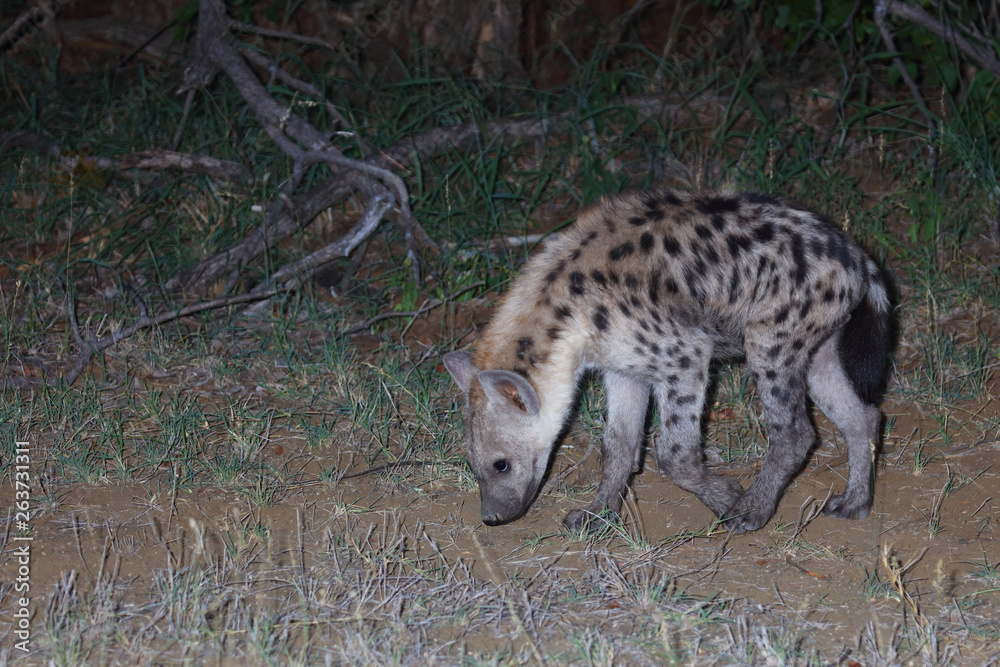 Tüpfelhyäne / Spotted Hyaena / Crocuta crocuta. Tüpfelhyäne / Spotted Hyaena / Crocuta crocuta.